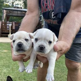 French Bulldog Puppies from Jackie’s French Bulldog’s