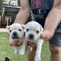 French Bulldog Puppies from Jackie’s French Bulldog’s