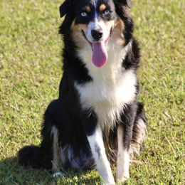 Shady - Australian Shepherd