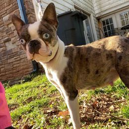 Layla - Boston Terrier