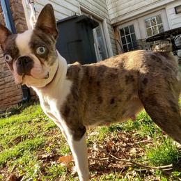 Layla - Boston Terrier
