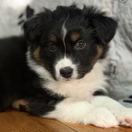 Story - Black tri-color female Australian Shepherd puppy in West Virginia from Mountain Trail Aussies
