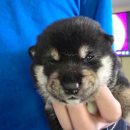 AKC Buddy - Black and tan male Shiba Inu puppy in Jensen Beach, Florida from ScrapiShibas