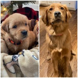 Golden Retriever Puppies from Star City Goldens