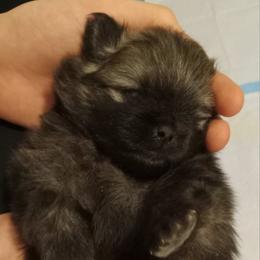 Zorro - Black and tan male Pomeranian puppy in Eureka Springs, Arkansas from Maple Hills Poms