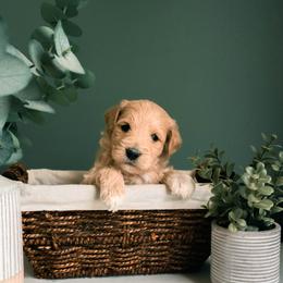 German Shepherd, Goldendoodle, and Golden Retriever Puppies from Silver Pines Pups