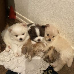 Pomeranian Puppies from Wheresmil0