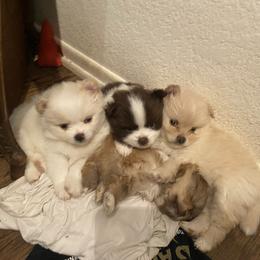 Pomeranian Puppies from Wheresmil0