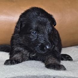 Patience - Black and red female German Shepherd puppy in Columbus, Indiana from Stony Lonesome GSD