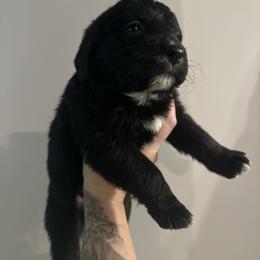 Puppy 3 - brindle - female Golden Mountain Dog puppy in Montrose, Michigan from Spraggins Sweet Acres