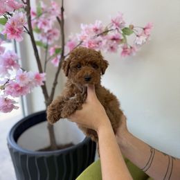 Benji - Apricot male Poodle puppy in Florida from Sakura Poodles