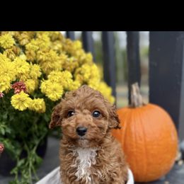 Sage - Red female Cavapoo puppy in Bozrah, Connecticut from Cedar Creek Farm