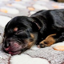Pasco - Black tri male Miniature Australian Shepherd puppy in Punta Gorda, Florida from Christie's Creekside Aussies