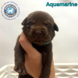 Aquamarine - Chocolate female Labrador Retriever puppy in Elloree, South Carolina from Moonlight Kennels LLC