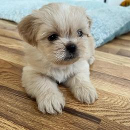 Girl 1 - Cream and white female Shih Tzu puppy in Silver Spring, Maryland from Saraya’s Shih Tzus