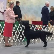 Indie - Flat-Coated Retriever