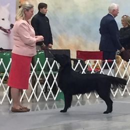Indie - Flat-Coated Retriever