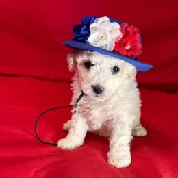 Baby - Red collar - White female Bichon Frise puppy in 63101 (St. Louis Metro Area), Missouri from BichonSTL