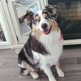 Dax - Australian Shepherd