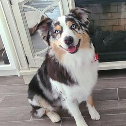 Dax - Australian Shepherd