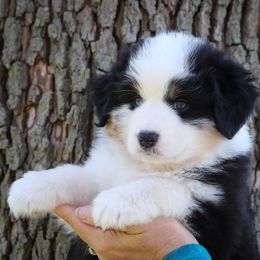 Girl 1 - Miniature American Shepherd puppy in Valparaiso, Indiana from Cashecho Kennel