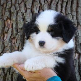 Girl 1 - Miniature American Shepherd puppy in Valparaiso, Indiana from Cashecho Kennel