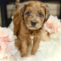 Bernedoodle and Whoodle Puppies from Genesis Family Farm