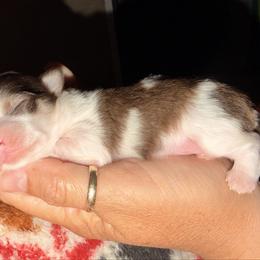 Bella - Chocolate sabled fawn female Chihuahua puppy in Tyler, Texas from Fancy Pants Chihuahua’s