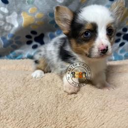 Merle female - Blue merle and white female American Corgi puppy in Carthage, Texas from Rafter C Ranch Doxies