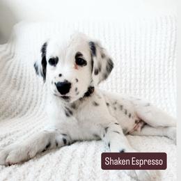 Shaken Espresso - LUA long coat - White and black male Dalmatian puppy in Davenport, Florida from Sunny Jewels Dalmatians