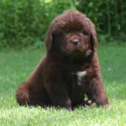 Chanel Pink collar - Brown female Newfoundland puppy in Kimball Twp, Michigan from Pine River Newfoundlands