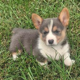 Hallie - Blue female Pembroke Welsh Corgi puppy in Hillsville, Virginia from Bonderosa Kennels
