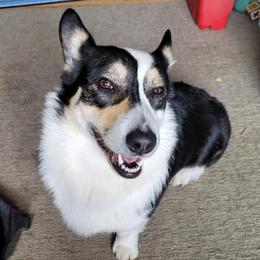 Pembroke Welsh Corgis from Sharon's Corgis