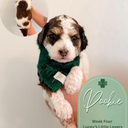 Pookie - Parti male Goldendoodle puppy in California City, California from Summer Sun Doodles