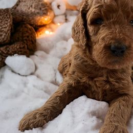Cabella- Fushia - Red  Goldendoodle puppy in Augusta, Maine from Bridgewood Doodle Farm LLC.