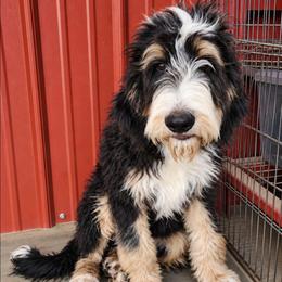 Sweet Pup's Cream Brulee - Tri-color male Bernedoodle puppy in North Zulch, Texas from Sweet Pup Schnauzers