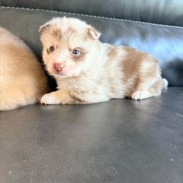 Lincoln - Merle male Pomsky puppy in Doon, Iowa from Luxury Pomsky