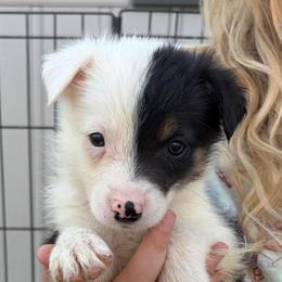 Cooper - Tri-color male Border Collie puppy in Shawnee, Oklahoma from Cross K Working Collies - Pure Bred Border Collies