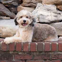 Bellamy - Bernedoodle