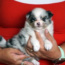 Skittles - Girl - Blue merle female Toy Shetland Sheepdog puppy in Frazeysburg, Ohio from Mountain High Kennels