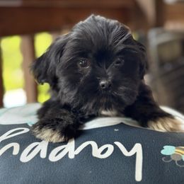 Magnolia - Black female Lhasa Apso puppy in Middleburgh, New York from Top Knotch