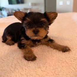 Female 1 - Black and tan female Yorkshire Terrier puppy in Phoenix, Arizona from Yorkshire Estate Yorkies