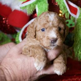Female 2 - Red female Bernedoodle puppy in Belgreen, Alabama from Scott’s Farm Poodles and Doodles