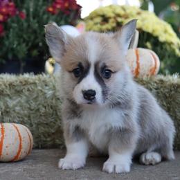 Nacho - Red male Pembroke Welsh Corgi puppy in Pollock, Missouri from Northstar