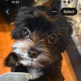 Raven - Morkie