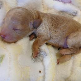 Dustin - Apricot male Poodle puppy in Blanch, North Carolina from Faithful Hearts Kennel