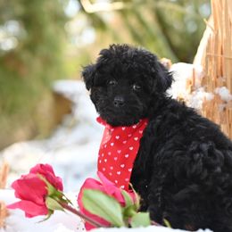 Cavapoo, Cockapoo, and Poodle Puppies from Heavenly Puppies to Love