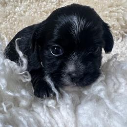 Morkies from CKC MorkiePoo Puppies