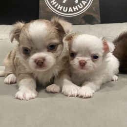Chihuahua Puppies from Petite Pups