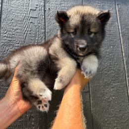 Eggplant - Agouti and white female Siberian Husky puppy in Folsom, Louisiana from Geaux Fluffy